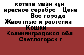 котята мейн кун, красное серебро › Цена ­ 30 - Все города Животные и растения » Кошки   . Калининградская обл.,Светлогорск г.